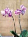 Alma Pura | Ramo y orquídea